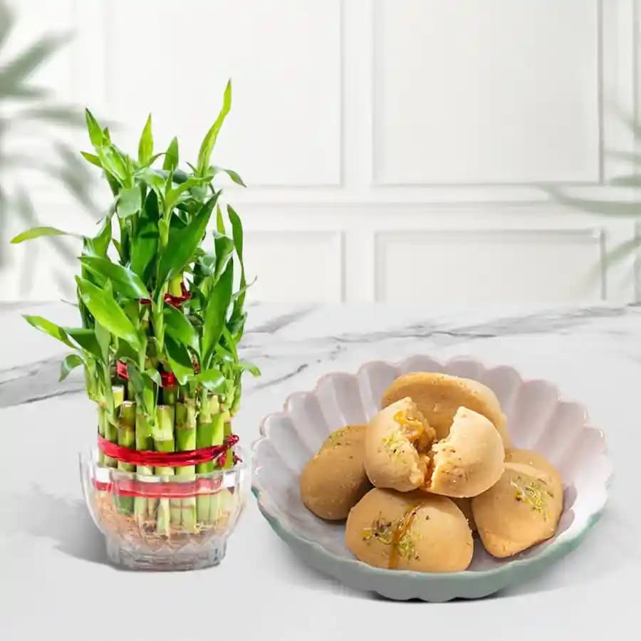 Nolen Gurer Jalbhara Sandesh from Ganguram with Lucky Bamboo Plant