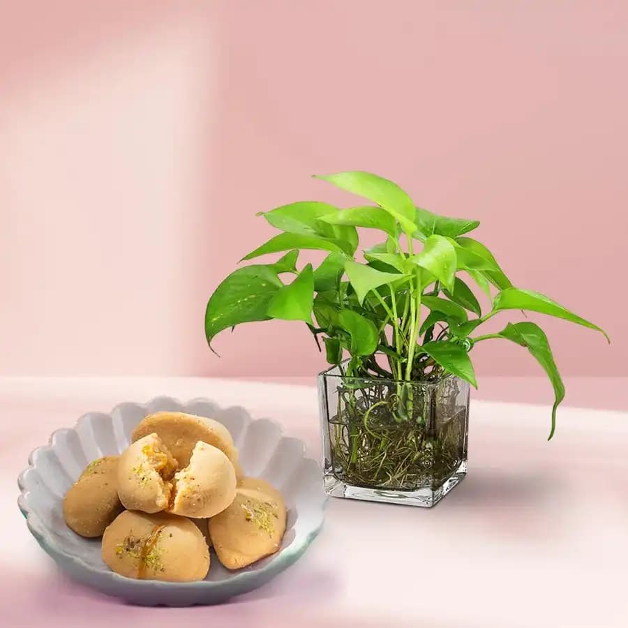 Nolen Gurer Jalbhara Sandesh from Ganguram with Money Plant