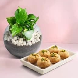 Balushahi from Karachi Sweet Mart with a Money Plant in glass pot 1