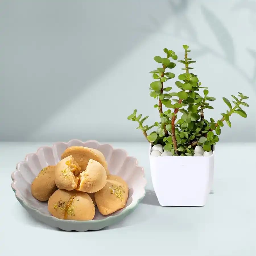 Nolen Gurer Jalbhara Sandesh from Ganguram with Jade Plant