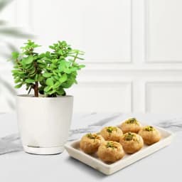 Balushahi from Karachi Sweet Mart with a Jade Plant in plastic pot 1