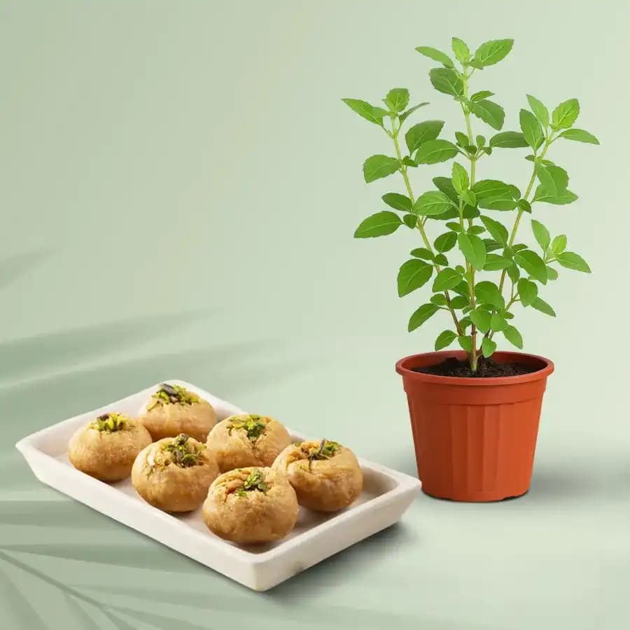 Balushahi from Karachi Sweet Mart with a Tulsi Plant