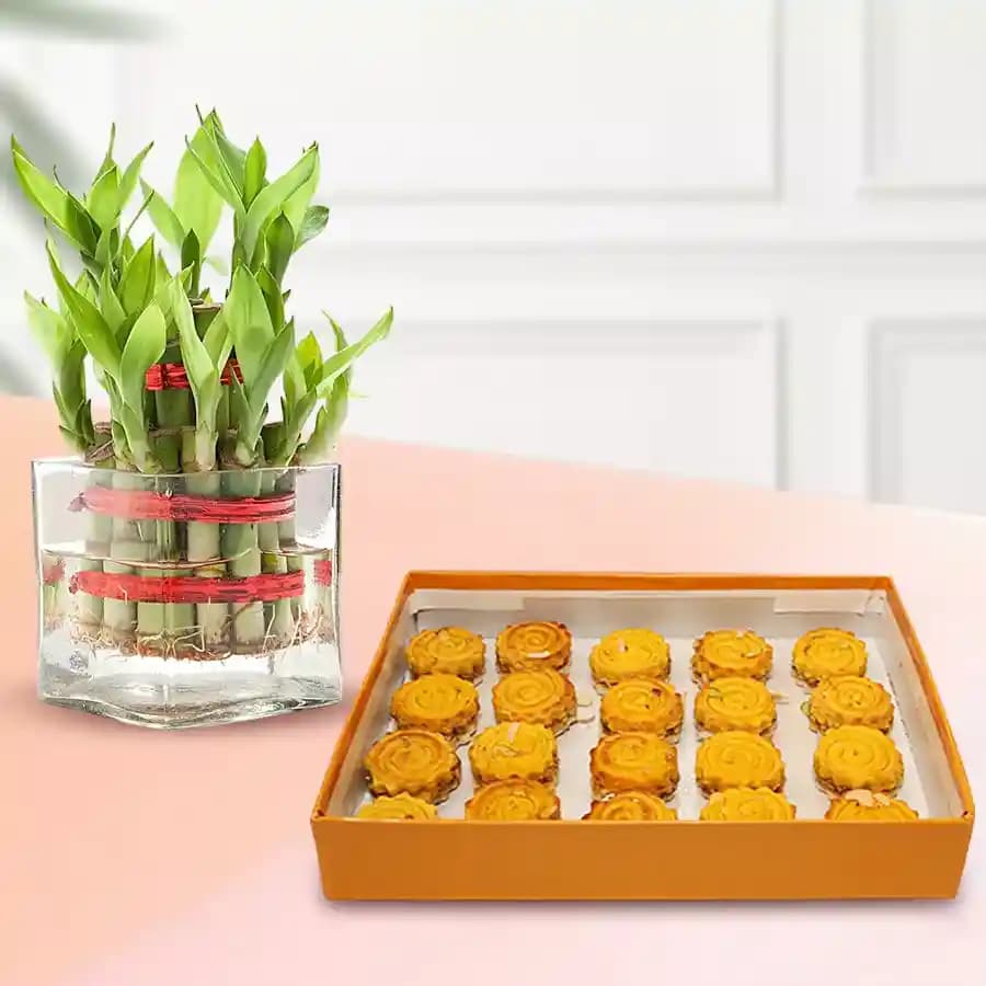 Baked Badam Jalebi from Ganguram with Lucky Bamboo Plant