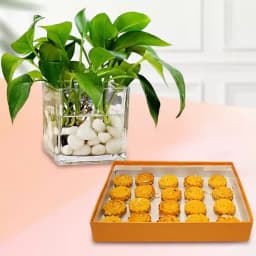 Baked Badam Jalebi from Ganguram with Money Plant 1