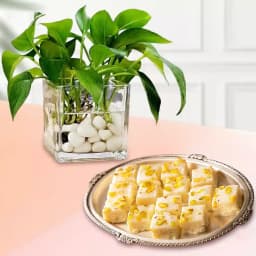 Malai Barfi from Karachi Sweet Mart with a Money Plant in Glass Pot 1