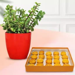 Baked Badam Jalebi from Ganguram with a Jade Plant 1