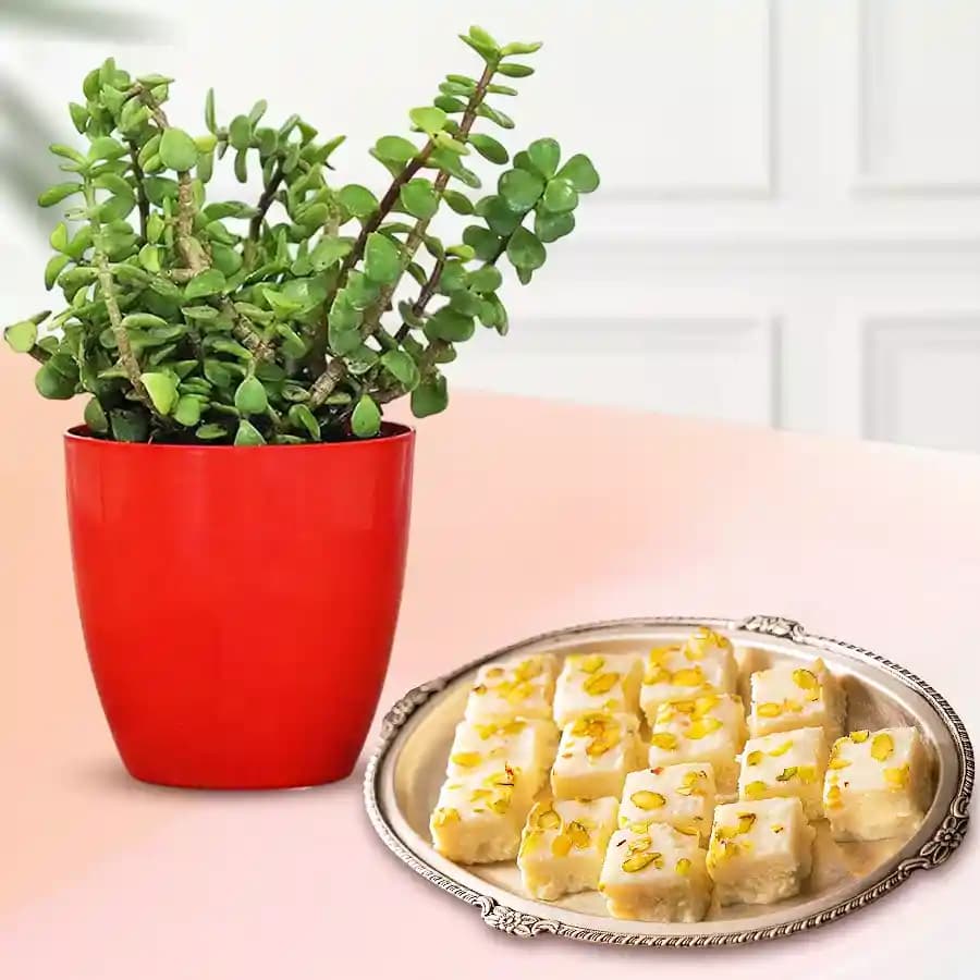 Malai Barfi from Karachi Sweet Mart with a Jade Plant in Plastic Pot