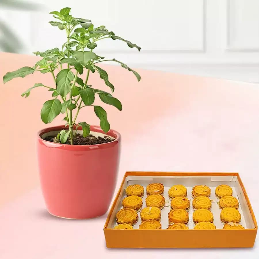 Baked Badam Jalebi from Ganguram with a Tulsi Plant