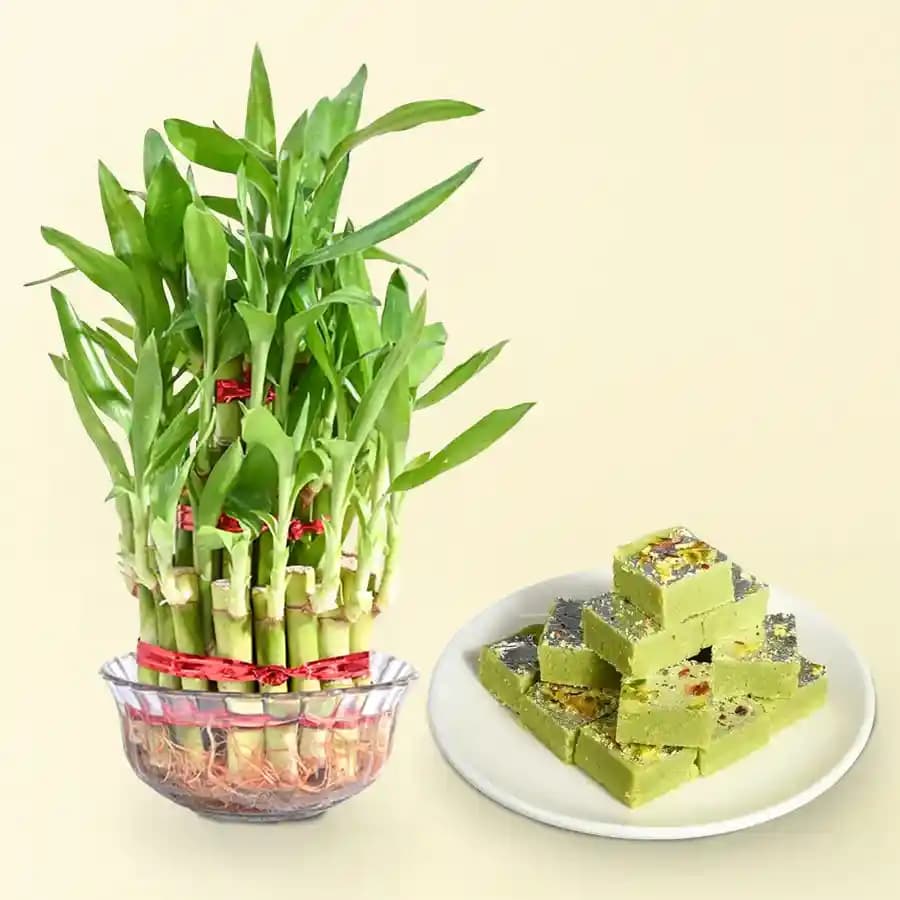 Pista Barfi from Karachi Sweet Mart with 3 Tier Lucky Bamboo Plant