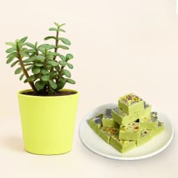 Pista Barfi from Karachi Sweet Mart with a Jade Plant in Plastic Pot 1