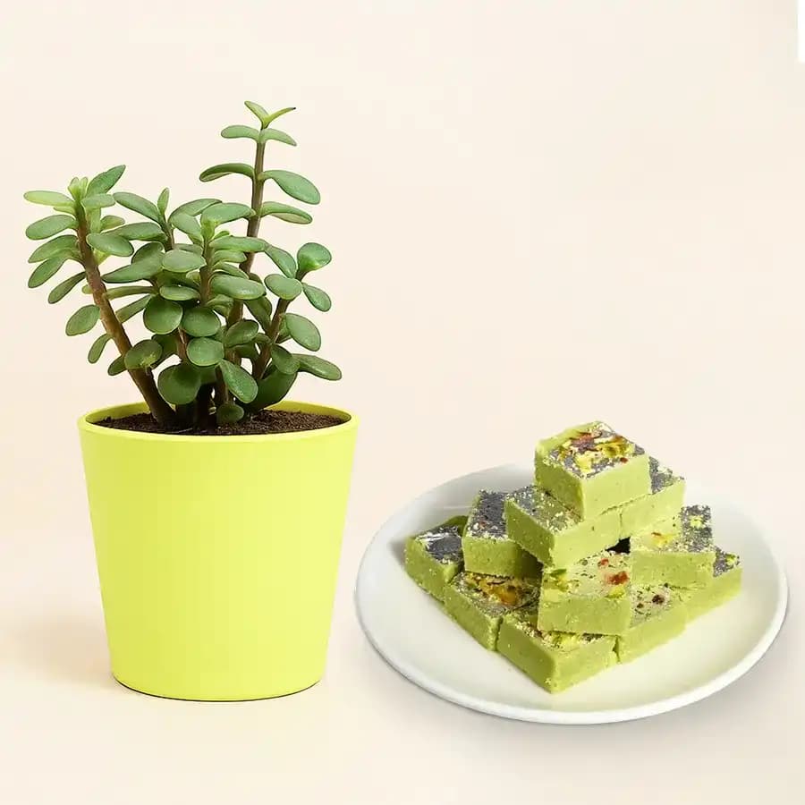 Pista Barfi from Karachi Sweet Mart with a Jade Plant in Plastic Pot