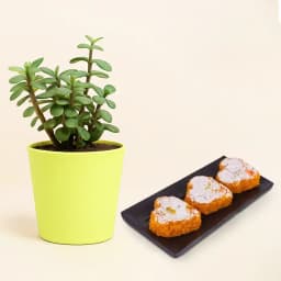 Motipaan from Ganguram with Jade Plant 1