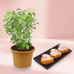 Motipaan from Ganguram with Tulsi Plant 1