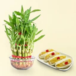 Cham Cham from Karachi Sweet Mart with 3 Tier Lucky Bamboo Plant 1