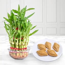 Nolen Gurer Shankh Sandesh from Ganguram with Lucky Bamboo Plant 1