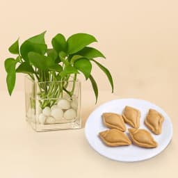 Nolen Gurer Shankh Sandesh from Ganguram with Money Plant 1
