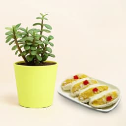 Cham Cham from Karachi Sweet Mart with a Jade Plant in Plastic Pot 1