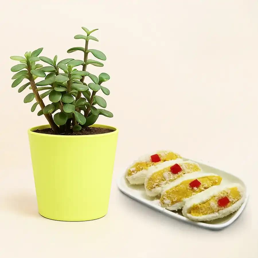 Cham Cham from Karachi Sweet Mart with a Jade Plant in Plastic Pot