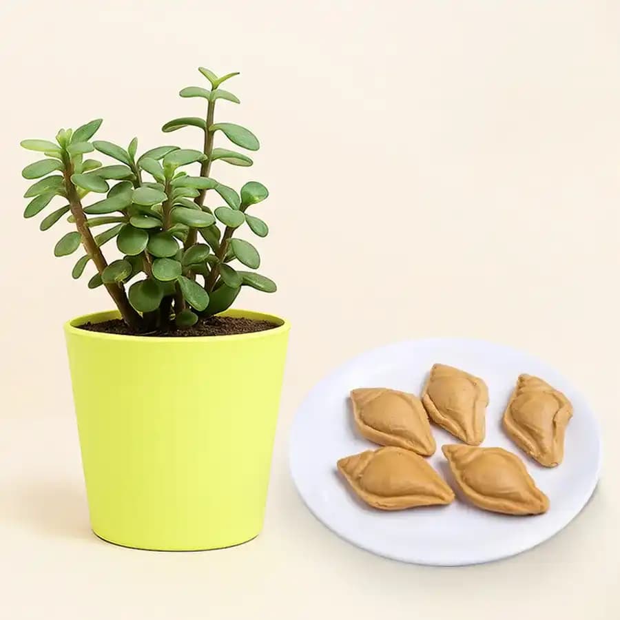 Nolen Gurer Shankh Sandesh from Ganguram with Jade Plant