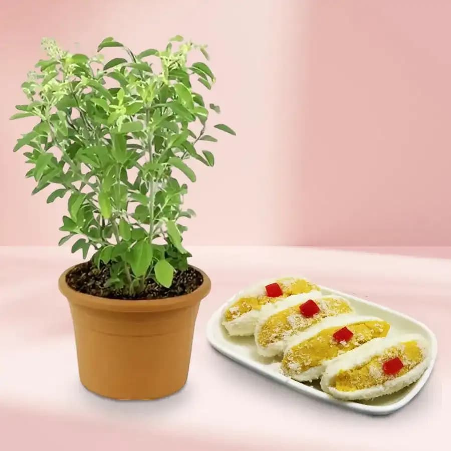 Cham Cham from Karachi Sweet Mart with a Tulsi Plant