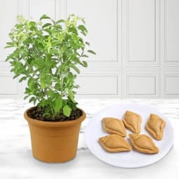 Nolen Gurer Shankh Sandesh from Ganguram with Tulsi Plant 1