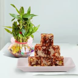 Dry Fruits Barfi from Mithas Delicious Sweets with 3 Tier Lucky Bamboo Plant 1