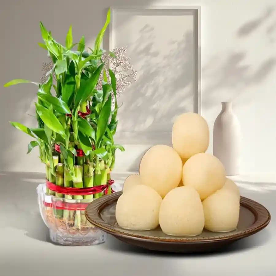 Canned Rossogolla from K.C.Das with Lucky Bamboo Plant