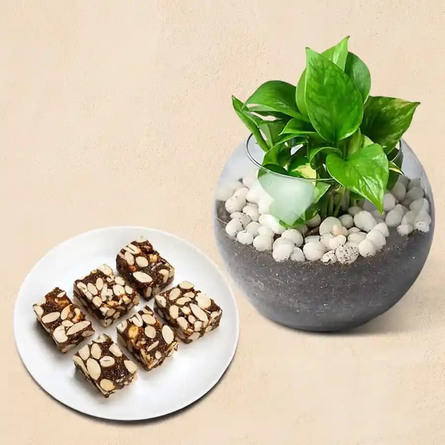 Dry Fruits Barfi from Mithas Delicious Sweets with Money Plant in Glass Pot