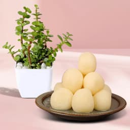 Canned Rossogolla from K.C.Das with Jade Plant 1