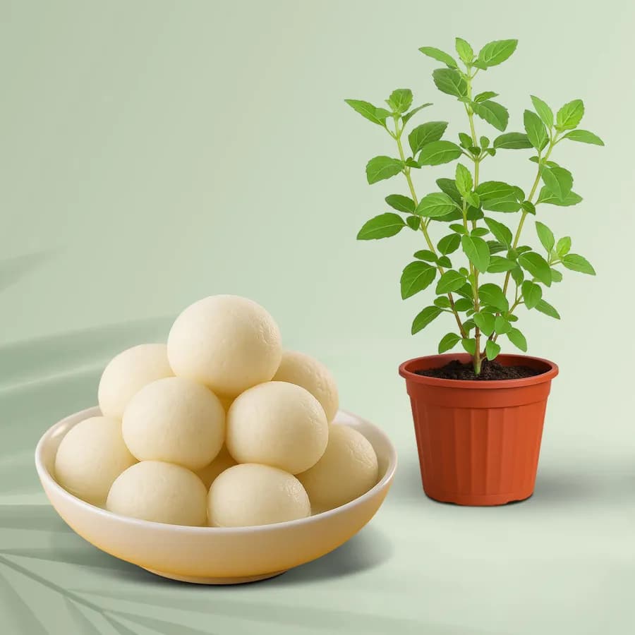 Canned Rossogolla from K.C.Das with Tulsi Plant