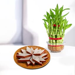 Anjeer Katli from Mithas Delicious Sweets with Three Tier Lucky Bamboo Plant 1