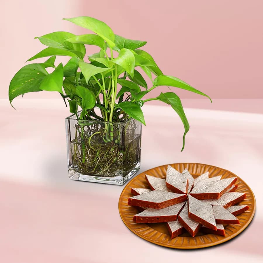 Anjeer Katli from Mithas Delicious Sweets with Money Plant in Glass Pot