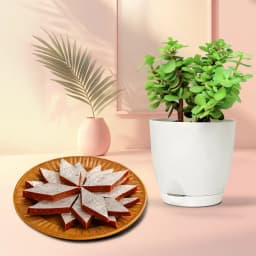Anjeer Katli from Mithas Delicious Sweets with Jade Plant in Plastic Pot 1