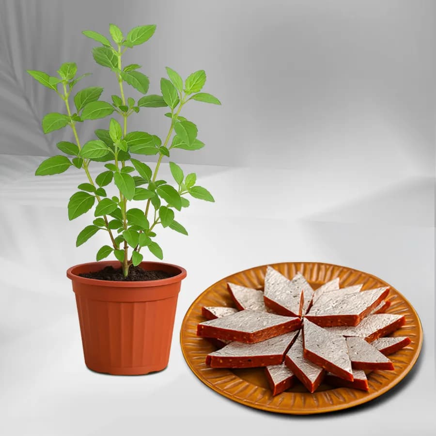 Anjeer Katli from Mithas Delicious Sweets with Tulsi Plant