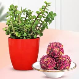 Emerald Bliss: Jade Plant & Nutty Treats 1