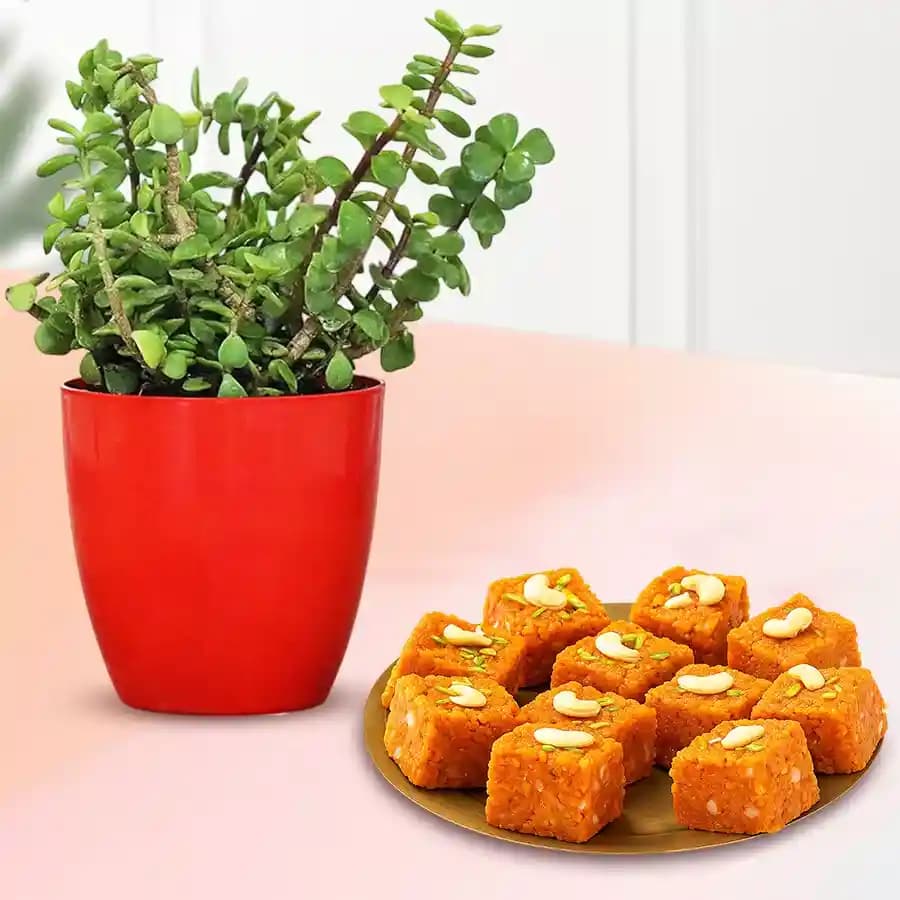 Akhrot Barfi from Mithas Delicious Sweets with Jade Plant in Plastic Pot