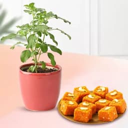 Akhrot Barfi from Mithas Delicious Sweets with a Tulsi Plant 1