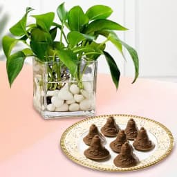 Choc-O-Bell from K.C.Das with Money Plant 1