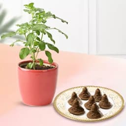 Choc-O-Bell from K.C.Das with Tulsi Plant 1