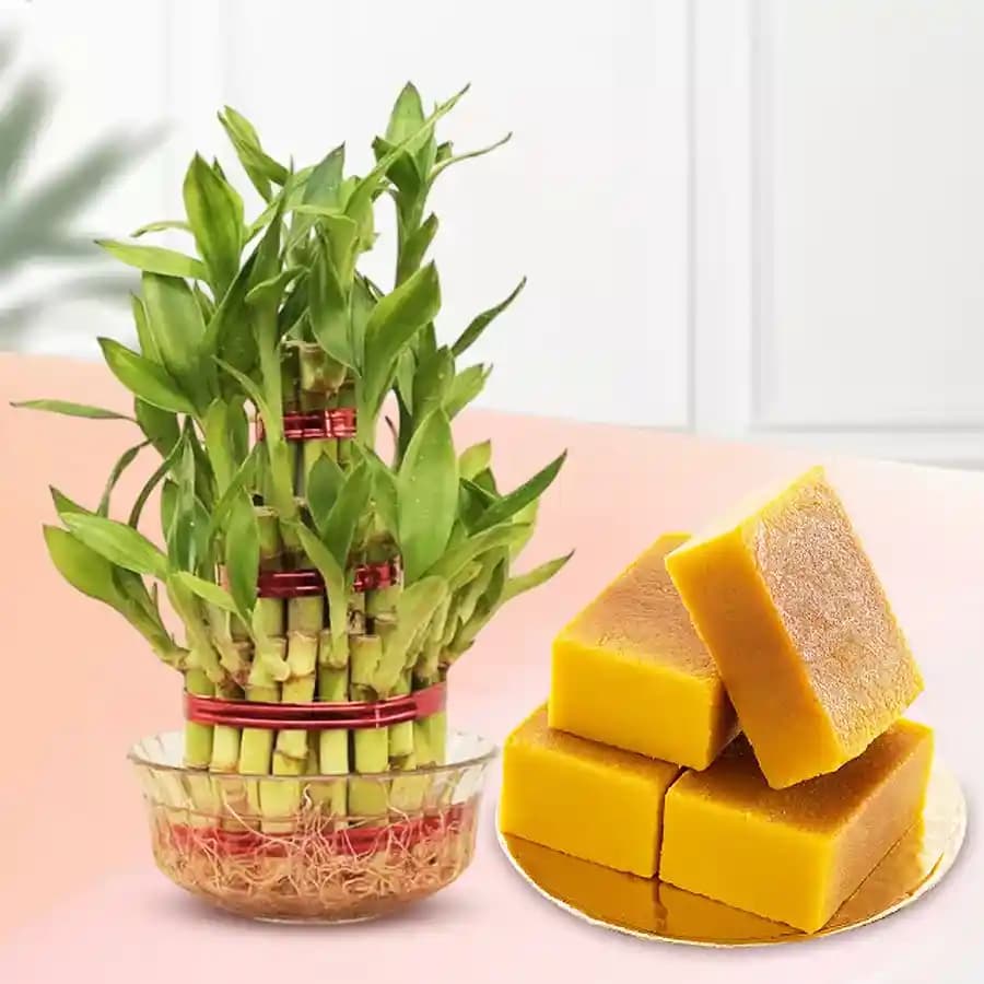 Traditional Mysore Pak Delight with Lucky Bamboo