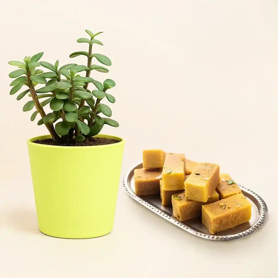 Delightful Mysore Treat & Lucky Plant
