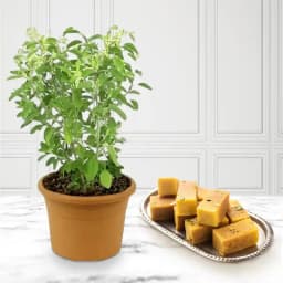 Mysore Pak Delicacy with Tulsi Essence 1