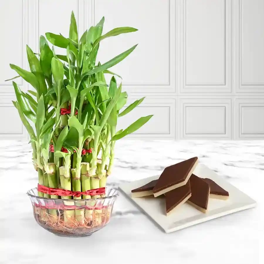 Chocolate Katli from Mithas Delicious Sweets with Three Tier Lucky Bamboo Plant