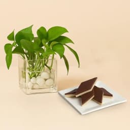 Chocolate Katli from Mithas Delicious Sweets with a Money Plant in Glass Pot 1