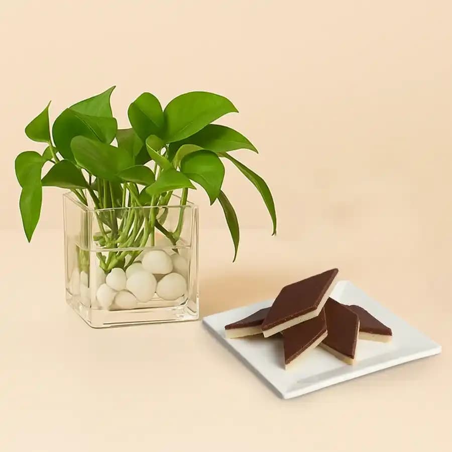 Chocolate Katli from Mithas Delicious Sweets with a Money Plant in Glass Pot
