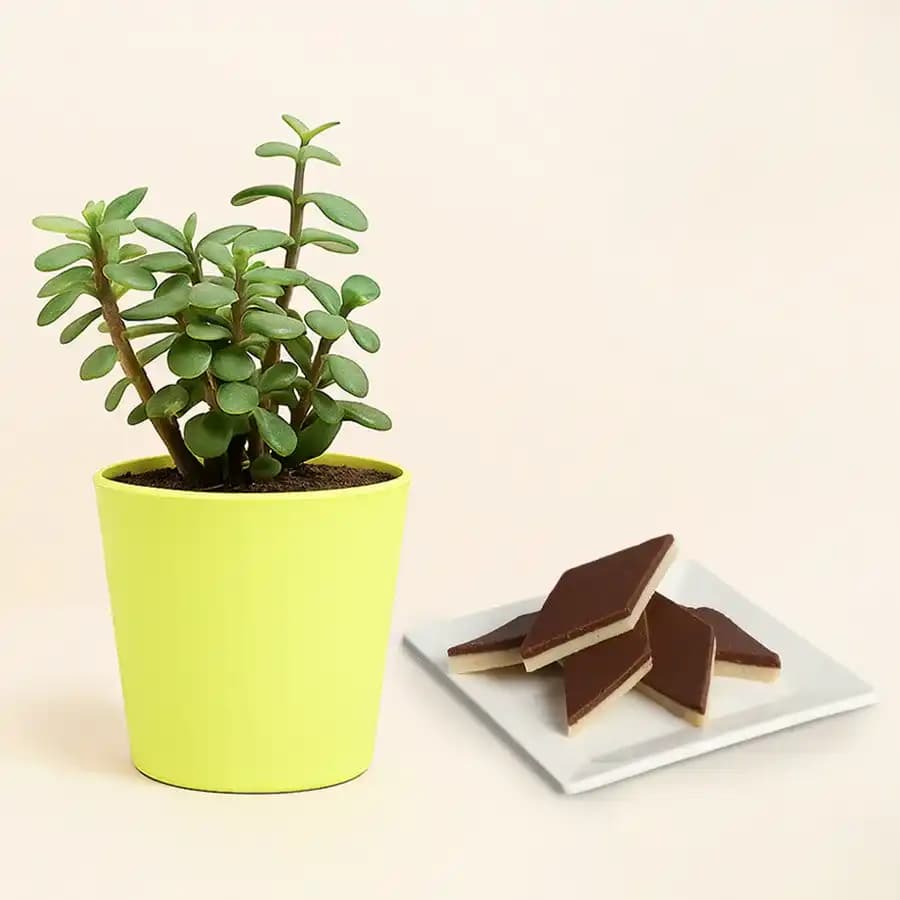 Chocolate Katli from Mithas Delicious Sweets with Jade Plant in Plastic Pot