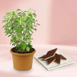 Chocolate Katli from Mithas Delicious Sweets with a Tulsi Plant 1