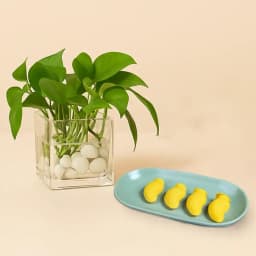 Aam Bhora Sondesh from K.C.Das with Money Plant 1