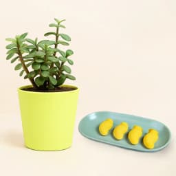 Aam Bhora Sondesh from K.C.Das with Jade Plant 1