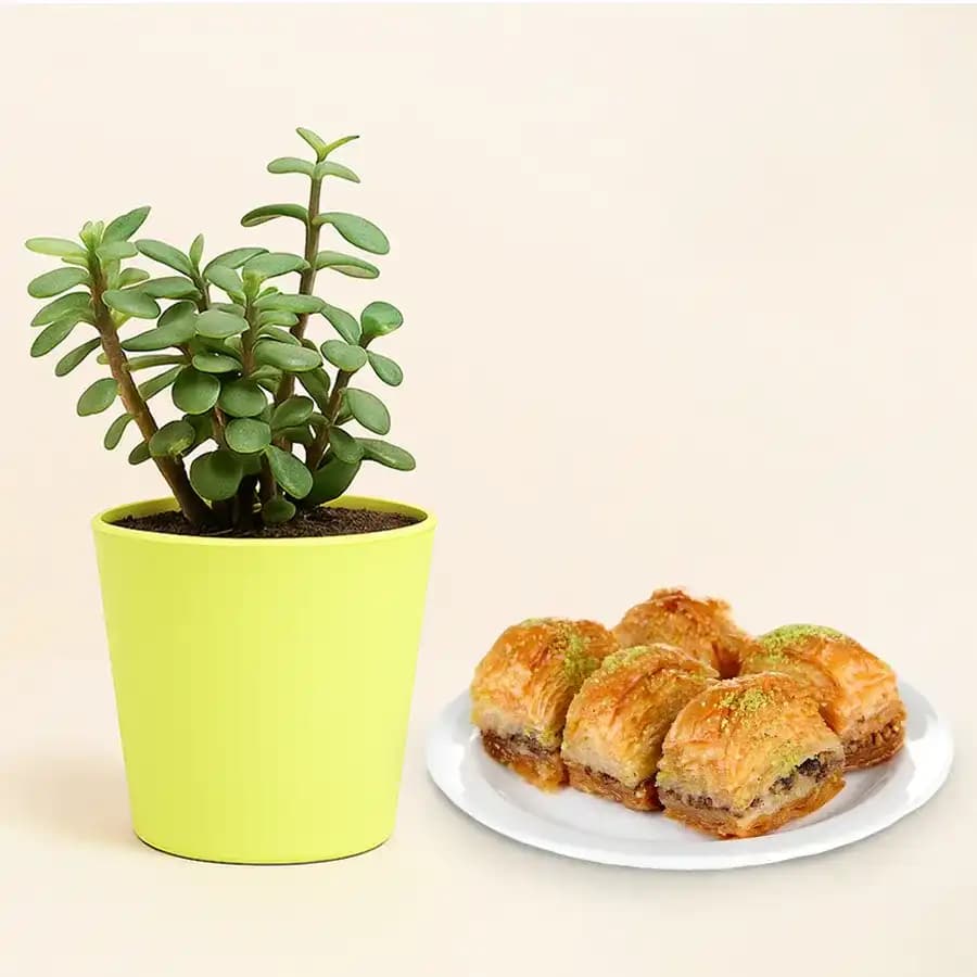 Baklava Bliss & Lucky Plant Set